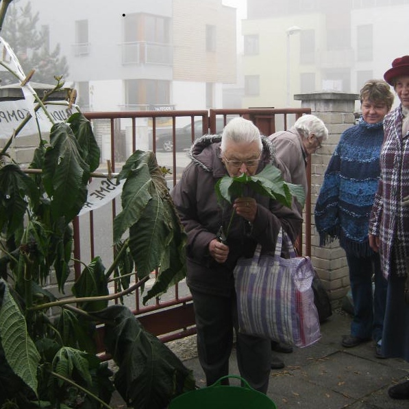 112 RicinAPavlina.JPG, 166kB